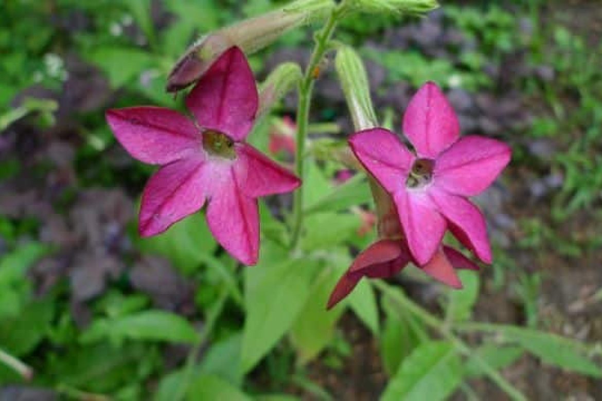 Colorful flowers from the garden during the middle of the summer