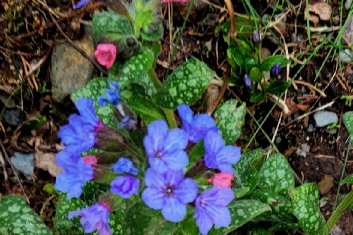 Early Spring Flower – Pulmonaria