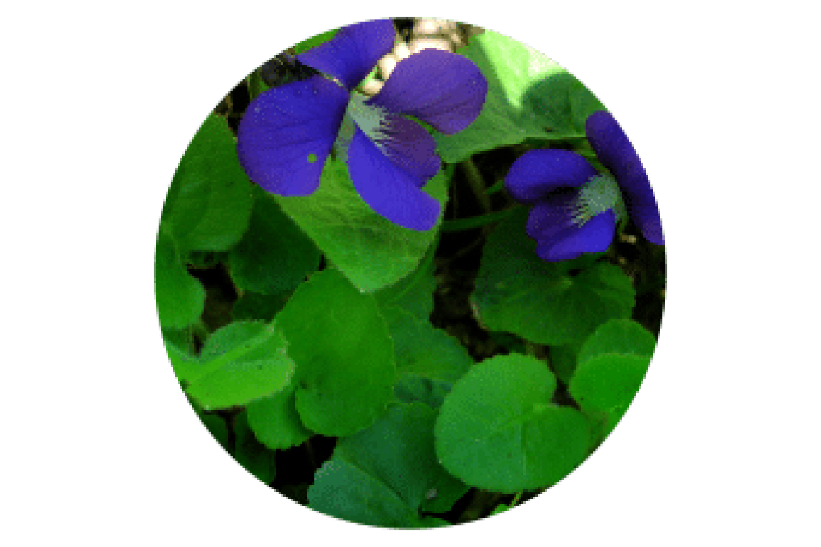 Purple Wood Violets are a pleasant sight in the landscape