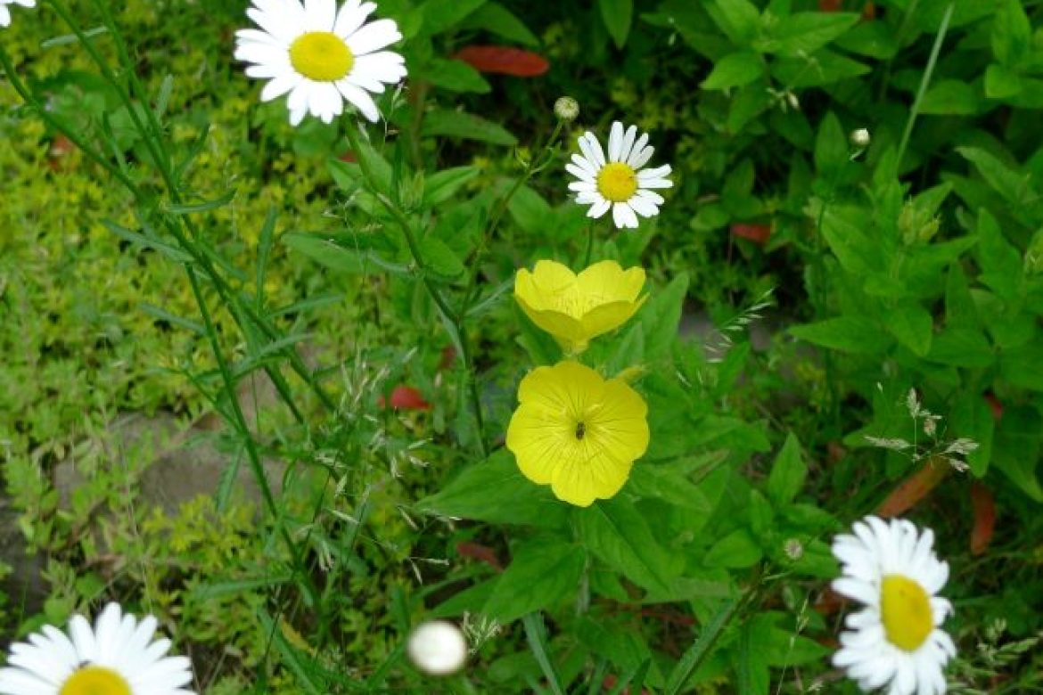 Happy Sunday! Enjoy Spring Flowers