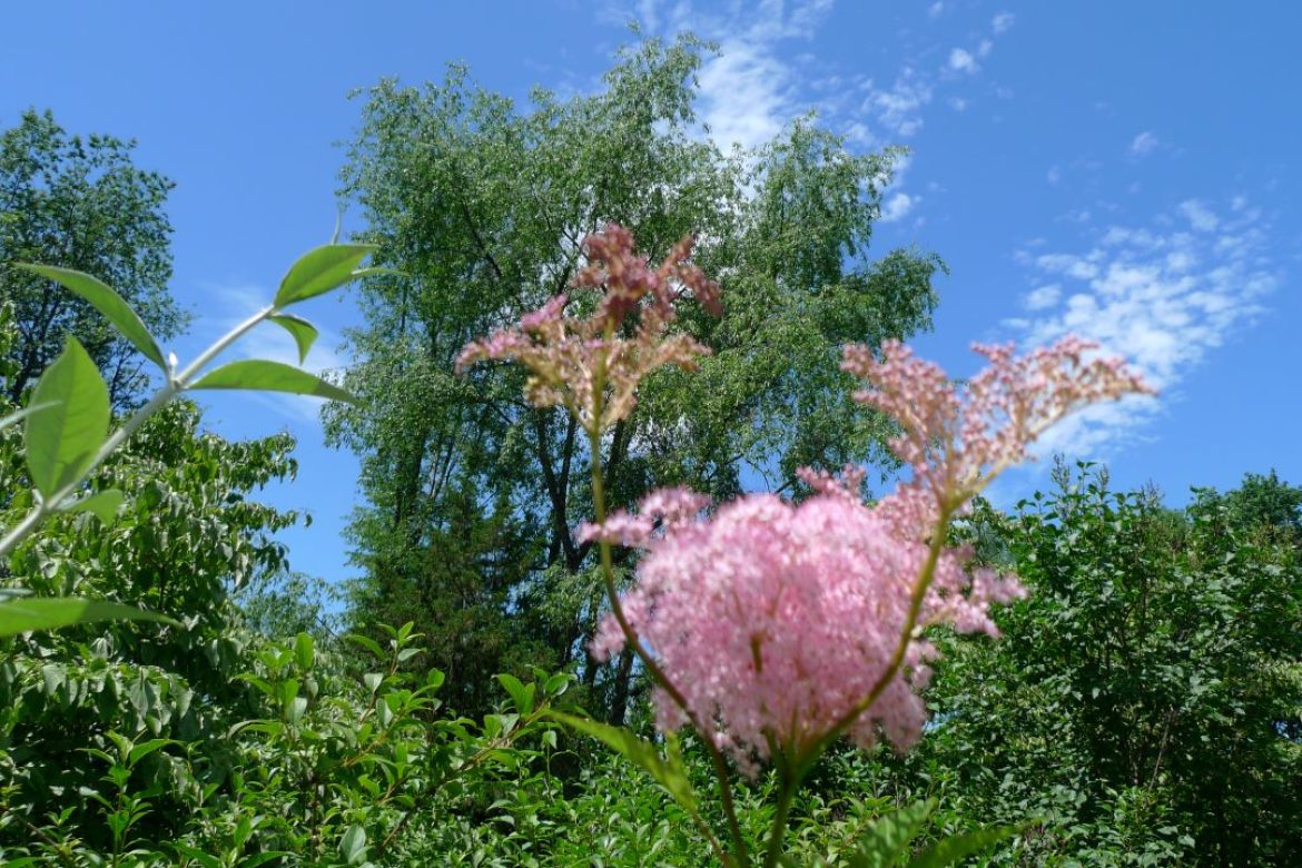 Queen of the Prairie  in the garden