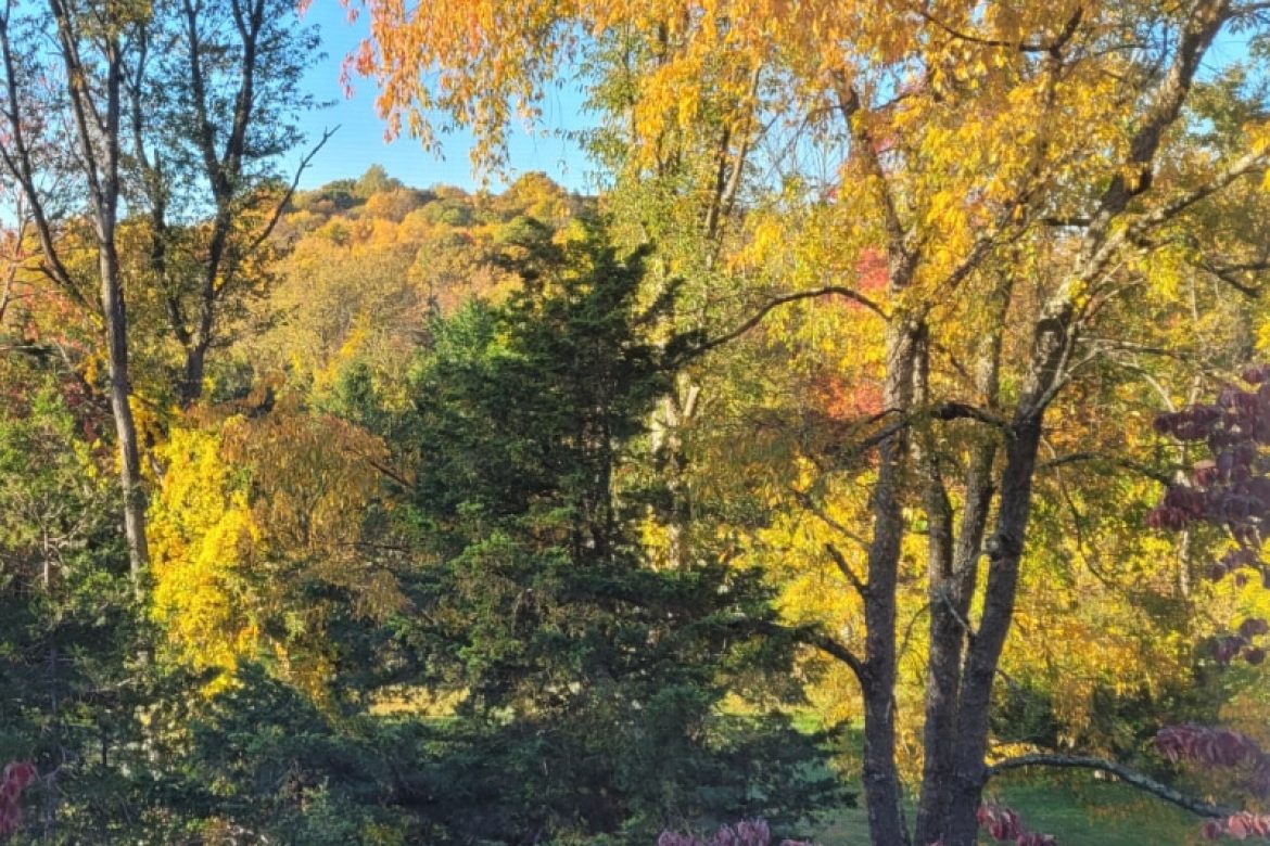 Photo Friday | Yellow Fall Foliage in 2022