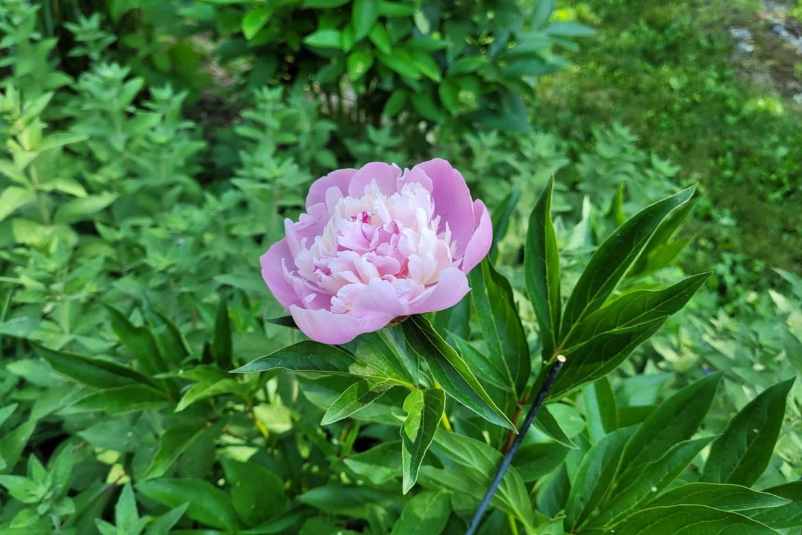 Spring flowers in a  Mid Hudson garden