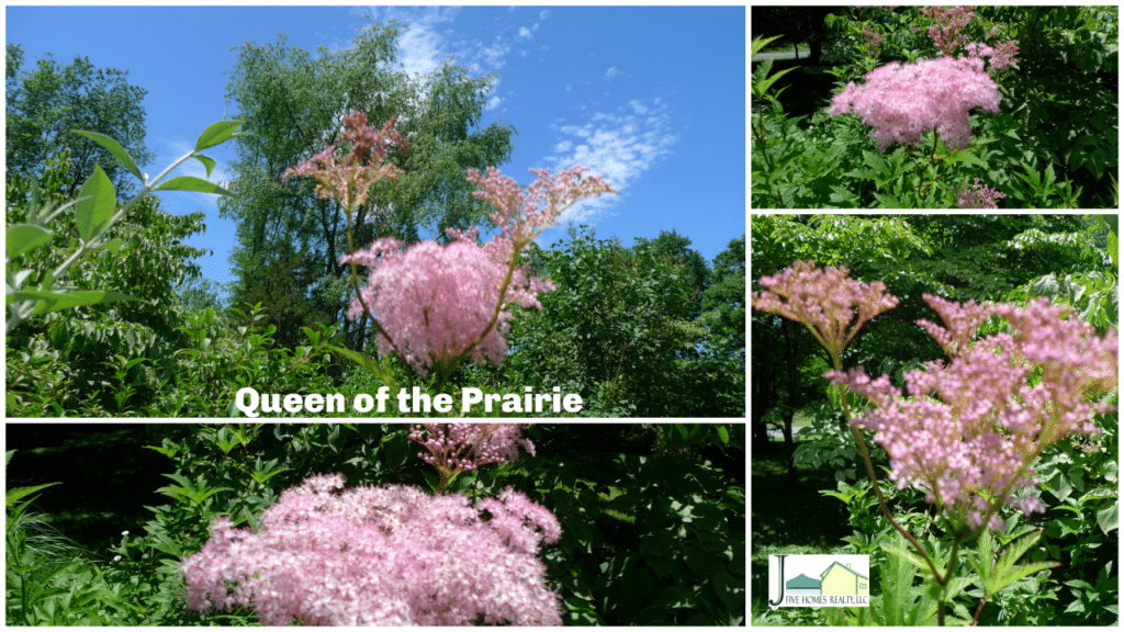 Queen of the Prairie