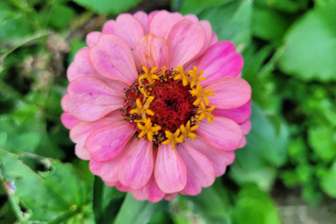 Zinnias can be an inspiration