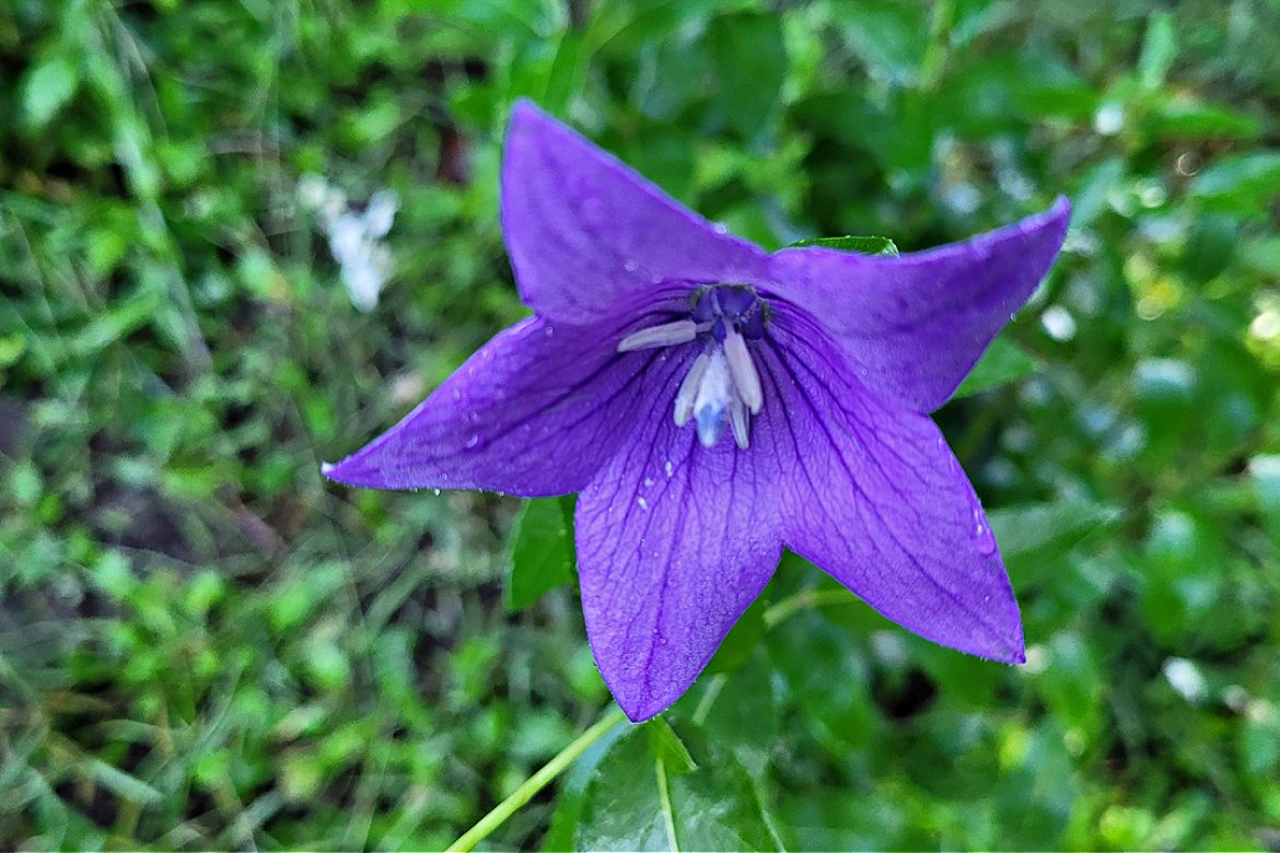 Flower of the week – Balloon Flower