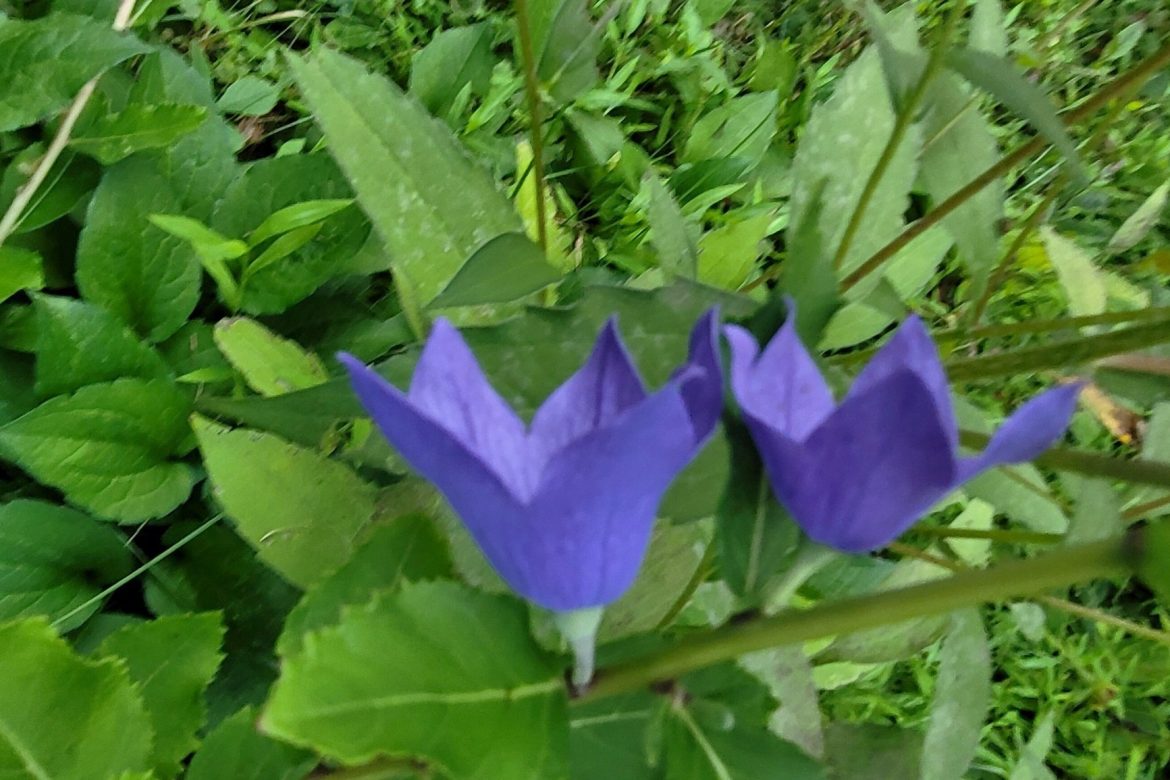 Flower photos  – Balloon Flowers